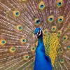 A real eye-catcher: the blue peacock at the Thuringian Zoo Park in Erfurt.