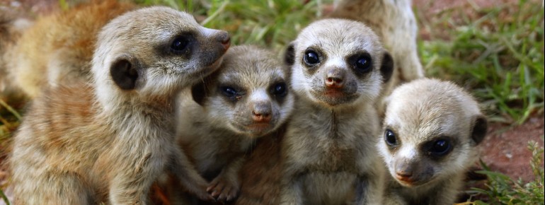 The meerkats are among the most popular animals at Thuringia Zoo Park.