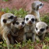 The meerkats are among the most popular animals at Thuringia Zoo Park.