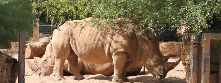 The southern white rhinos Stella and Lottie live in the Thuringian Zoo Park in Erfurt.