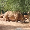 The southern white rhinos Stella and Lottie live in the Thuringian Zoo Park in Erfurt.