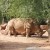 The southern white rhinos Stella and Lottie live in the Thuringian Zoo Park in Erfurt.