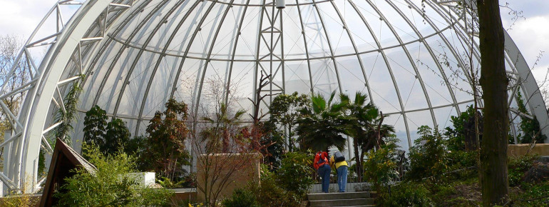 The Sumatran orangutans live underneath this glass dome.