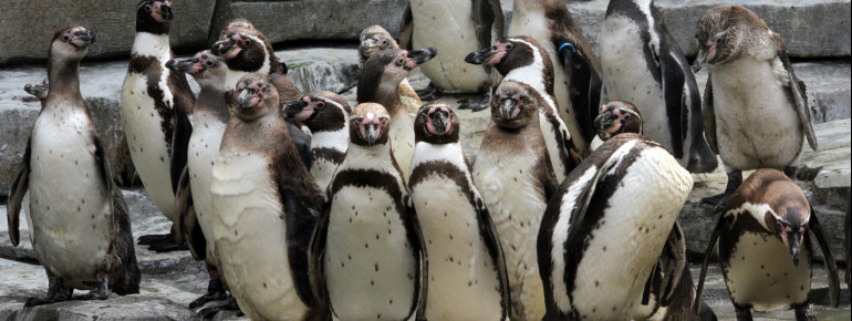 At the polar sea area, Humboldt penguins can swim, glimb, and slide around.