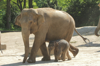Up to 200 youngs are born at Tierpark Hagenbeck every year.