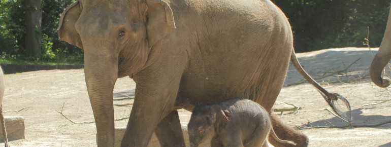 Up to 200 youngs are born at Tierpark Hagenbeck every year.