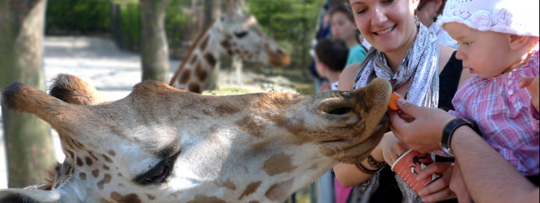 Giraffes may be fed from the raised stand.