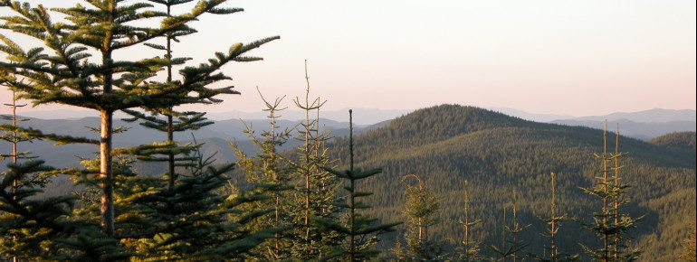 View on the entire Tillamook State Forest