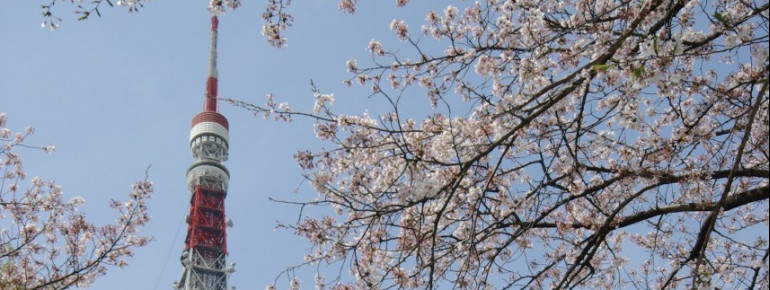 Cherry blossoms and Tokyo Tower - both are typical for Japan.