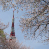 Cherry blossoms and Tokyo Tower - both are typical for Japan.