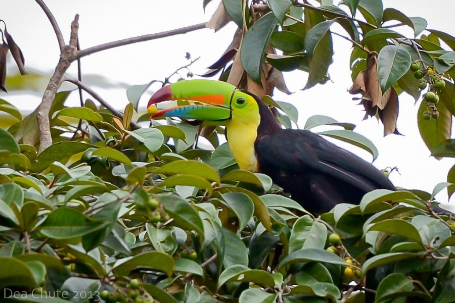 Tortuguera 120 x 45 x 45 cm