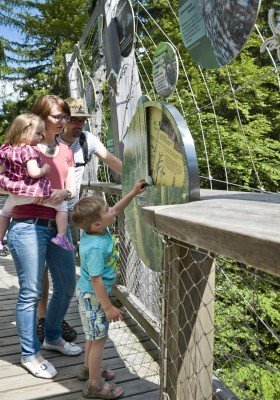 The tree top walk is a great destination for families.