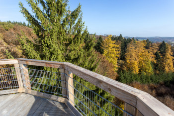 From the highest point of the treetop path you have a magnificent view.