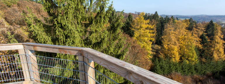 From the highest point of the treetop path you have a magnificent view.