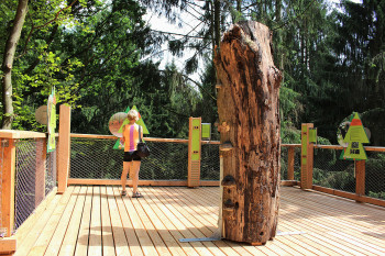 At the educational stations you can learn more about the forest and the region.