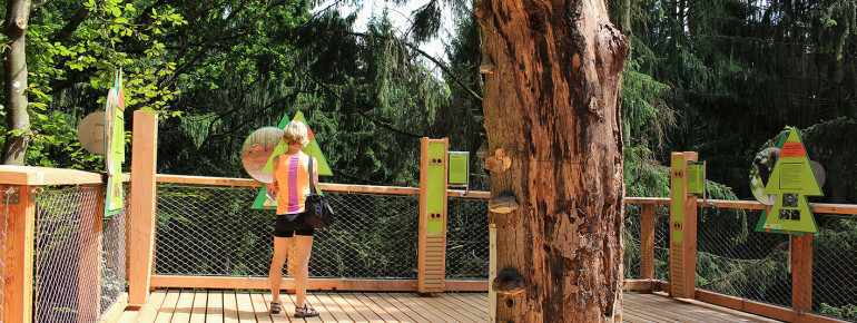 At the educational stations you can learn more about the forest and the region.