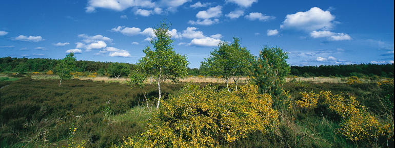 The tree-top walk is surrounded by the DBU natural heritage site Prora.