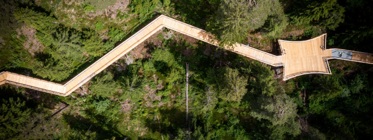 On the tree top walk you will experience nature from a new perspective.