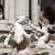 A detailed view of the Trevi Fountain
