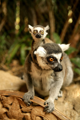 Free-running lemurs romp about on Madagascar town square.