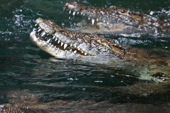 The crocodiles show off their speed during the feeding.