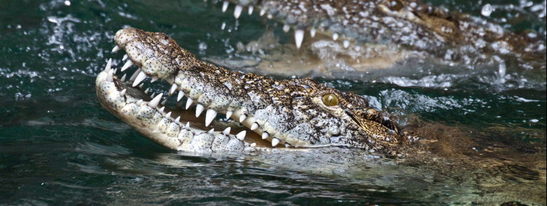 The crocodiles show off their speed during the feeding.
