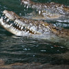 The crocodiles show off their speed during the feeding.