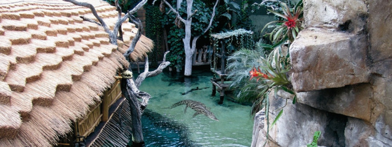 Four Nile crocodiles live inside crocodile lake.