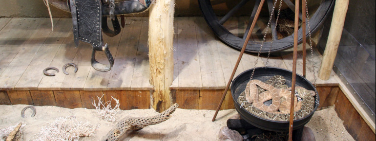 Meet the most venomous serpents in the world at the serpent village.