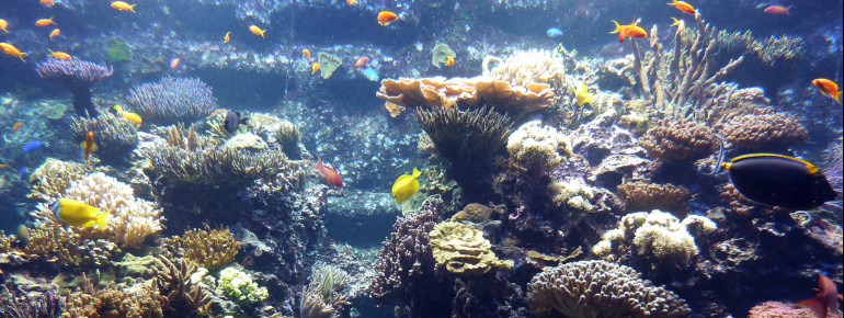 More than 60 species of corals and fish can be spotted at the coral reef.