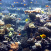 More than 60 species of corals and fish can be spotted at the coral reef.