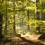 UNESCO Beech Forests of Serrahn in Mecklenburg-Western Pomerania.