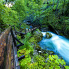 Trout dart about in the crystal-clear waters of the thundering Alpine river Radovna.