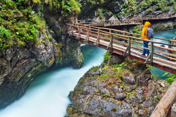 Due to the climatic conditions in the gorge, the flora differs from the plants found in the surrounding region.