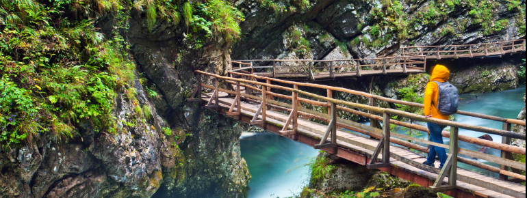 Due to the climatic conditions in the gorge, the flora differs from the plants found in the surrounding region.