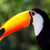 Giant toucan