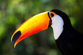 Giant toucan