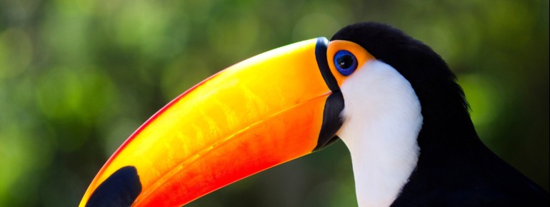 Giant toucan