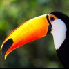 Giant toucan