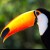 Giant toucan