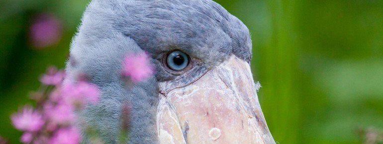 Shoebill