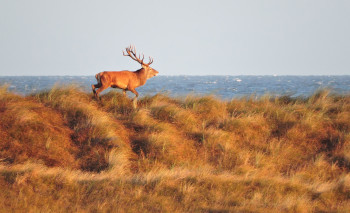 Stags live in most parts of the national park.