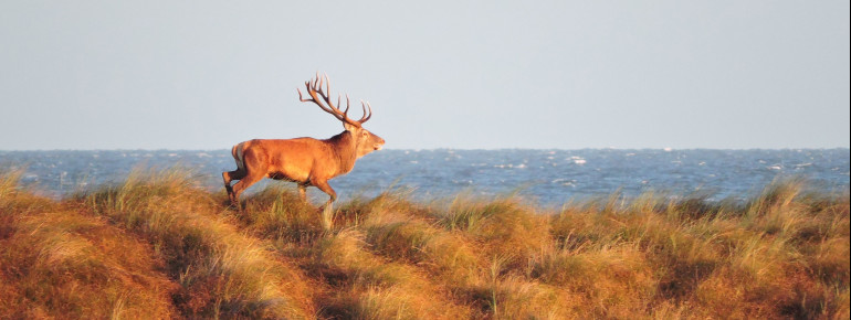 Stags live in most parts of the national park.