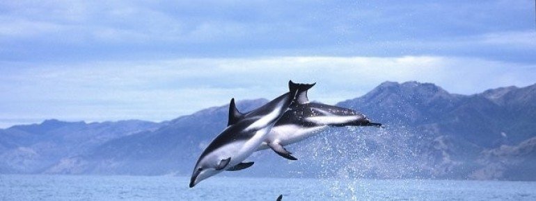 Jumping dusky dolphins