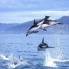 Jumping dusky dolphins