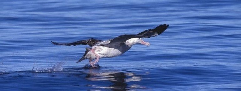 An albatross on the verge of lifting off
