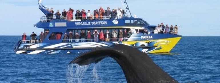 Watching whales by boat