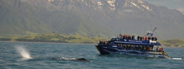 Searching for whales...