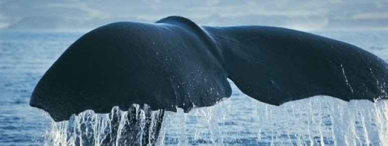 Best example of a gigantic whale fin