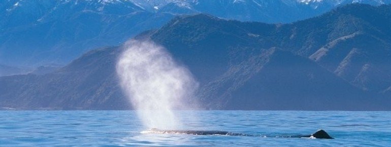 Surrounded by a breathtaking mountain panorama whales feel at home